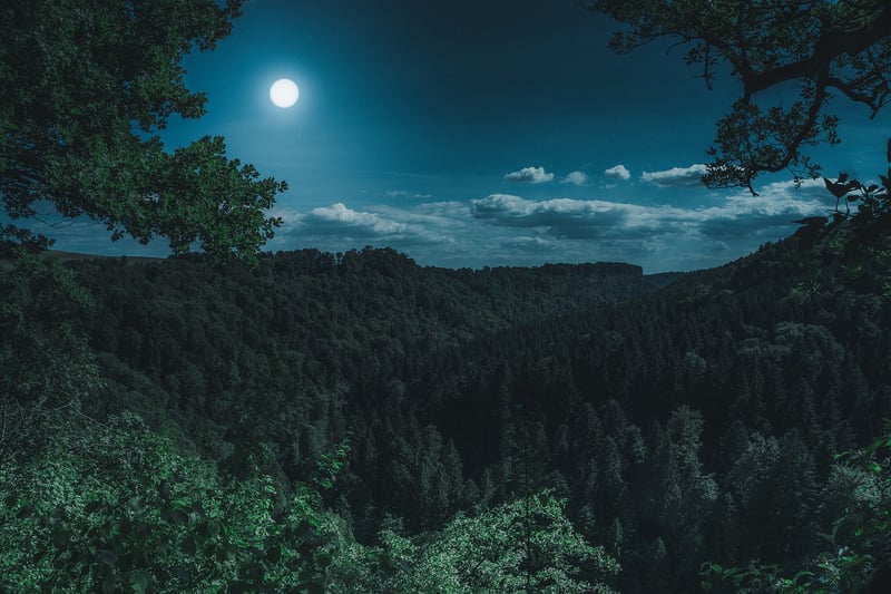 Moonlit Night Elegance